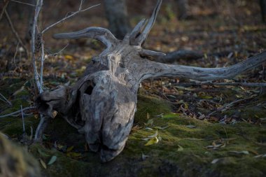 Büyük kökleri ve kütükleri sahil boyunca dağılmış ağaçlar var..