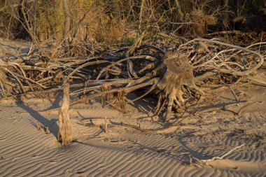Büyük kökleri ve kütükleri sahil boyunca dağılmış ağaçlar var..