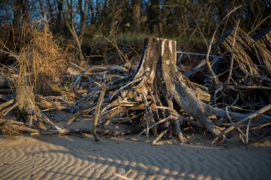Büyük kökleri ve kütükleri sahil boyunca dağılmış ağaçlar var..