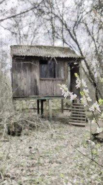 Bahar ormanının ortasında unutulmuş ahşap evler..