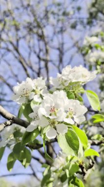 Elma ağaçları, laleler ve diğer çeşitli bitki ve ağaçlar bahçede tam çiçeklenmiştir.