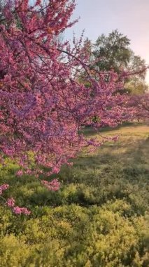 Şehirde, yaygın kızıltomurcuk olarak da bilinen Yehuda ağacı çiçek açtı..