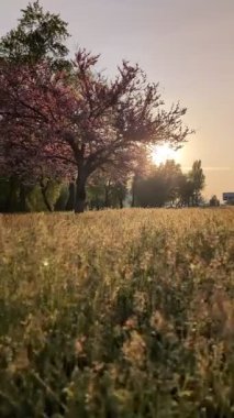 Şehirde, yaygın kızıltomurcuk olarak da bilinen Yehuda ağacı çiçek açtı..
