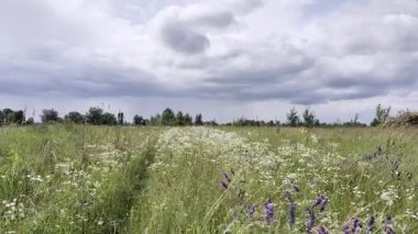 Büyük çayır çiçekleri açıyor ve gökyüzünde bulutlar..