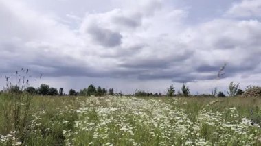 Büyük çayır çiçekleri açıyor ve gökyüzünde bulutlar..
