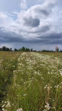 Büyük çayır çiçekleri açıyor ve gökyüzünde bulutlar..