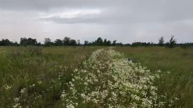 Büyük çayır çiçekleri açıyor ve gökyüzünde bulutlar..