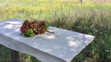 Çilekler, tarlanın ortasında beyaz bir masa örtüsüyle bir masanın üzerinde yatar..