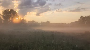 Tarlada sabah sisi ve bitkilerde örümcek ağları