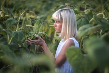 Güzel kadın olgunlaşmamış ayçiçeği başını tarlada nazikçe tutuyor..