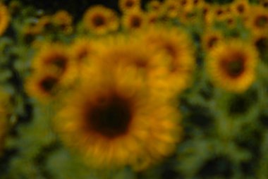 Klasik Helios lensleriyle çekilen ayçiçeği, rüya gibi yaz bokeh.