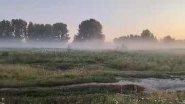 Altın sabah sisi, gündoğumunda kır çiçeklerini ahenk içinde sarıyor..