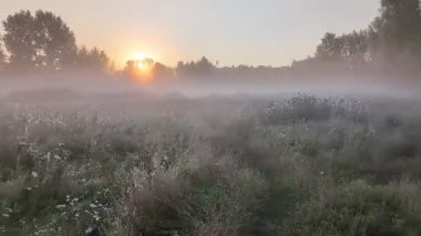 Altın sabah sisi, gündoğumunda kır çiçeklerini ahenk içinde sarıyor..