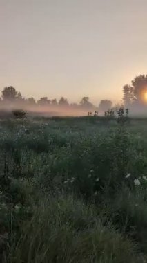 Altın sabah sisi, gündoğumunda kır çiçeklerini ahenk içinde sarıyor..