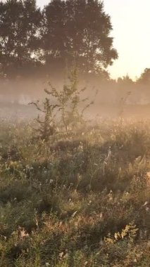 Altın sabah sisi, gündoğumunda kır çiçeklerini ahenk içinde sarıyor..