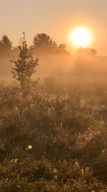 Altın sabah sisi, gündoğumunda kır çiçeklerini ahenk içinde sarıyor..