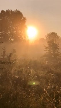 Altın sabah sisi, gündoğumunda kır çiçeklerini ahenk içinde sarıyor..