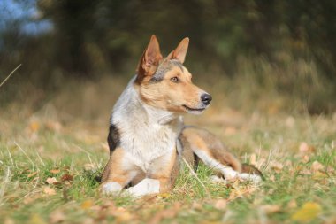 Sonbahar ışığında dinlenen sokak köpekleri Helios 40 ile vuruldu.