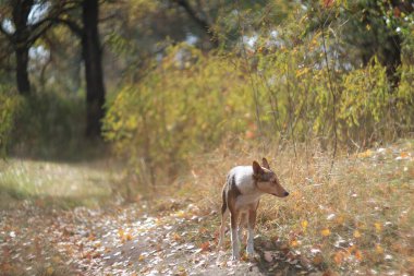 Sonbahar ışığında dinlenen sokak köpekleri Helios 40 ile vuruldu.