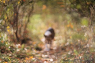 Sonbahar ışığında dinlenen sokak köpekleri Helios 40 ile vuruldu.