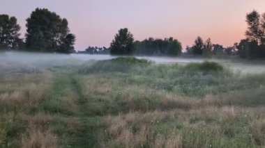 Altın sabah sisi, gündoğumunda kır çiçeklerini ahenk içinde sarıyor..