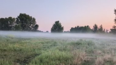 Altın sabah sisi, gündoğumunda kır çiçeklerini ahenk içinde sarıyor..