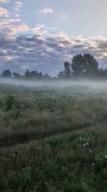 Altın sabah sisi, gündoğumunda kır çiçeklerini ahenkle kucaklıyor..