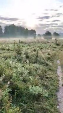 Altın sabah sisi, gündoğumunda kır çiçeklerini ahenkle kucaklıyor..