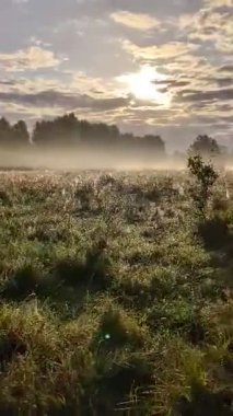 Altın sabah sisi, gündoğumunda kır çiçeklerini ahenkle kucaklıyor..