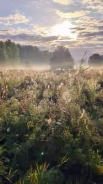 Altın sabah sisi, gündoğumunda kır çiçeklerini ahenkle kucaklıyor..