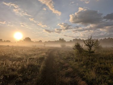 Altın sabah sisi, gündoğumunda kır çiçeklerini ahenkle kucaklıyor..