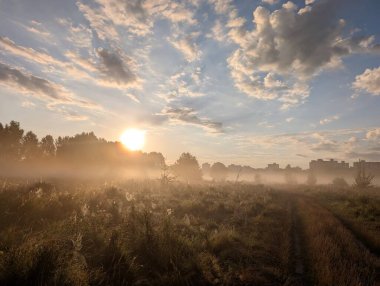 Altın sabah sisi, gündoğumunda kır çiçeklerini ahenkle kucaklıyor..