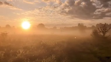 Altın sabah sisi, gündoğumunda kır çiçeklerini ahenkle kucaklıyor..