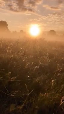 Altın sabah sisi, gündoğumunda kır çiçeklerini ahenkle kucaklıyor..
