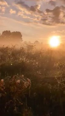Altın sabah sisi, gündoğumunda kır çiçeklerini ahenkle kucaklıyor..