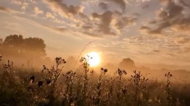 Altın sabah sisi, gündoğumunda kır çiçeklerini ahenkle kucaklıyor..