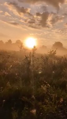 Altın sabah sisi, gündoğumunda kır çiçeklerini ahenkle kucaklıyor..