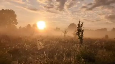 Altın sabah sisi, gündoğumunda kır çiçeklerini ahenkle kucaklıyor..