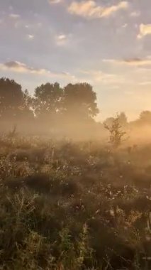 Altın sabah sisi, gündoğumunda kır çiçeklerini ahenkle kucaklıyor..
