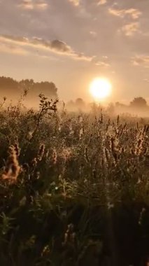 Altın sabah sisi, gündoğumunda kır çiçeklerini ahenkle kucaklıyor..