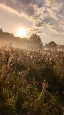 Altın sabah sisi, gündoğumunda kır çiçeklerini ahenkle kucaklıyor..