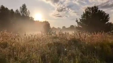 Altın sabah sisi, gündoğumunda kır çiçeklerini ahenkle kucaklıyor..