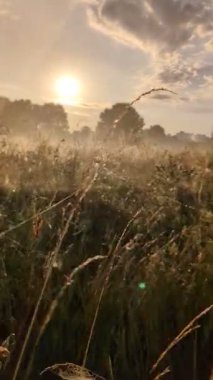 Altın sabah sisi, gündoğumunda kır çiçeklerini ahenkle kucaklıyor..