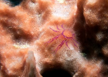 Pembe tüylü ıstakoz. Boracay Adası Filipinleri 'nde yengeç olarak da bilinir.