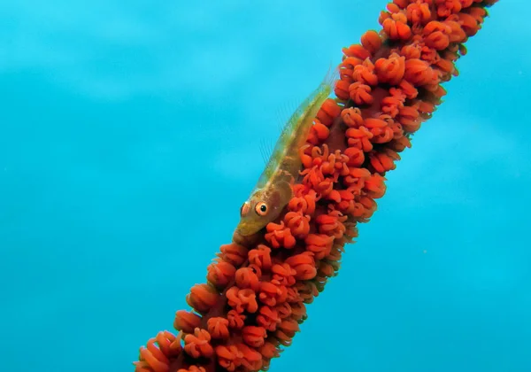 Goby Whip Coral Boracay Island Philippines — Stockfoto