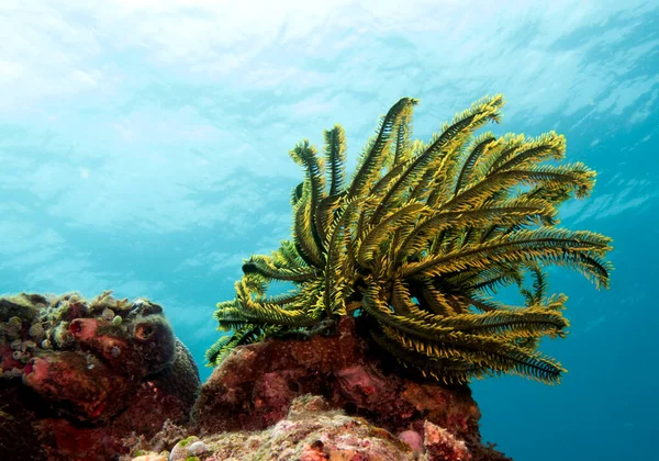 stock image Feather star also known as Oxycomonthus bennetti Boracay Island Philippines