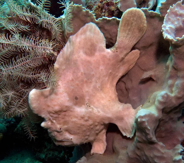 Ein Anglerfisch Getarnt Auf Einer Grauen Koralle Boracay Island Philippinen — Stockfoto