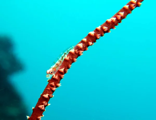 A Goby on a Whip coral Boracay Island Philippines