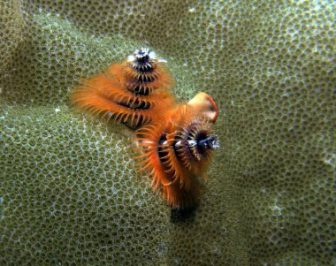 Bir portakal Noel ağacı solucanı, Spirobranchus giganteus Boracay Adası Filipinleri