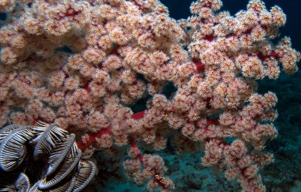 Eine Siphonogorgia Godeffroyi Weichkoralle Boracay Island Philippinen — Stockfoto